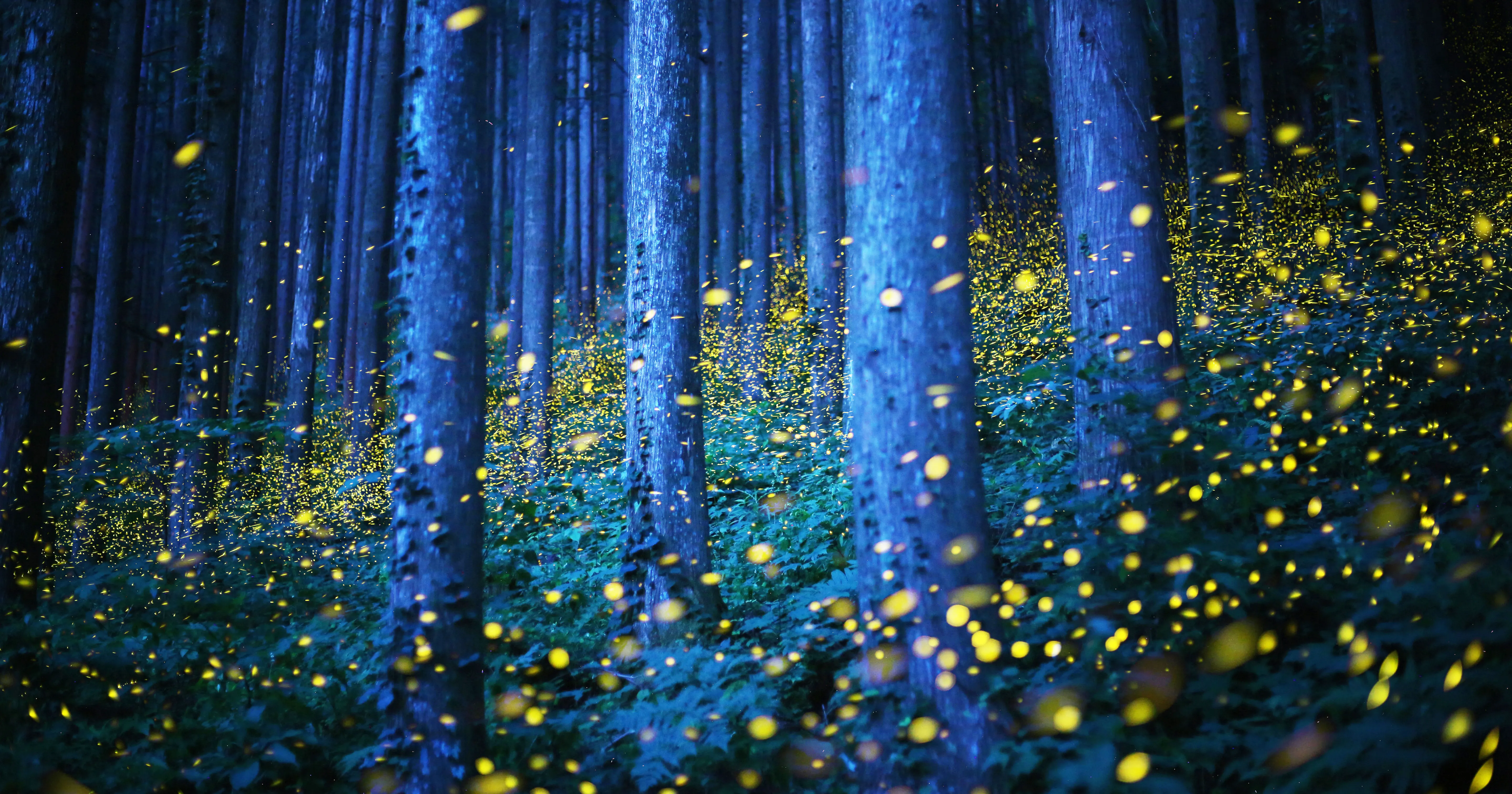 Firefly festival banners in rural Japan