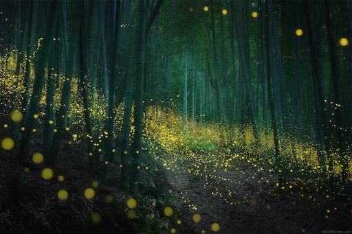 Firefly Phenomenon (Hotaru Season) – Magical Nights in Japan