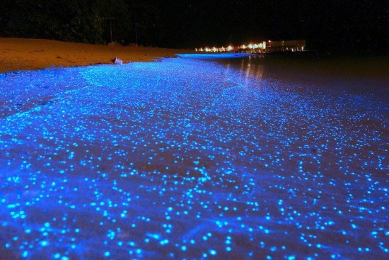 Firefly Squid glowing in Toyama Bay