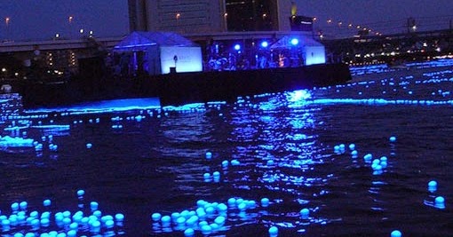 Firefly Squid glowing in Toyama Bay