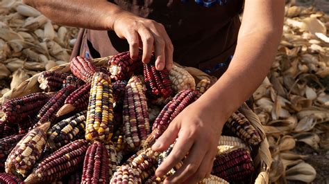 Sacred Corn Festival parade in Mexico