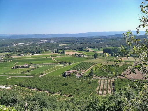 Lavender fields near Sénanque Abbey in Luberon