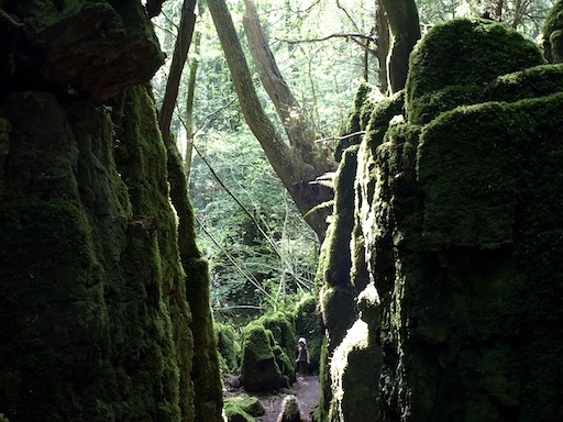 Twisted tree roots and moss-covered stones in Puzzlewood