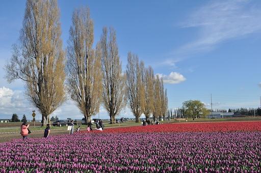 Skagit Valley Tulip Fields – Washington’s Springtime Dutch Fantasy