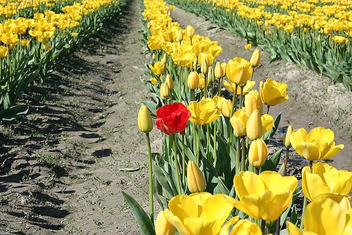 Close-up of tulip varieties blooming in Skagit Valley, Washington