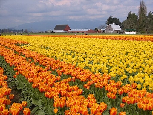 Visitors enjoying Tulip Town during Skagit Valley Tulip Festival