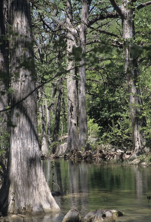 The trail leading to Hamilton Pool through lush canyon vegetation