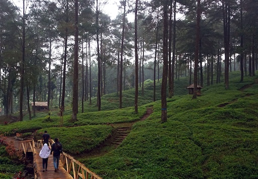 Eucalyptus Pine Forest