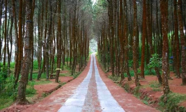 Eucalyptus Pine Forest