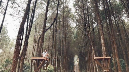 Eucalyptus Pine Forest