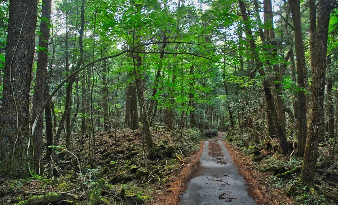 A moss-covered trail within Aokigahara Forest