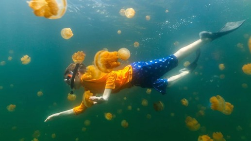 Lake Kakaban Jellyfish