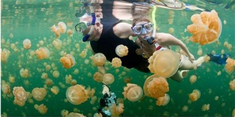 Lake Kakaban Jellyfish
