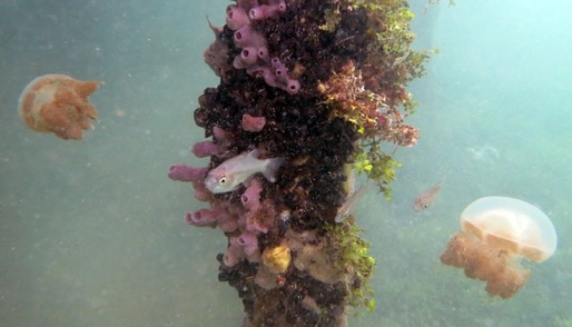 Lake Kakaban Jellyfish