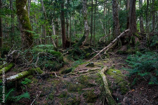 Dense trees of Aokigahara Forest with Mount Fuji in the background
